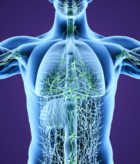 Lymphatic system