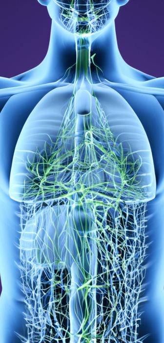 Lymphatic system