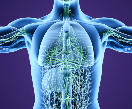 Lymphatic system