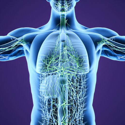 Lymphatic system